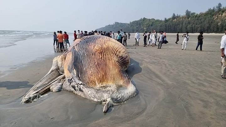 পুরুষ সঙ্গীর মৃত্যুর শোকে স্ত্রী তিমির আত্মহত্যা, ধারণা মৎস্য বিজ্ঞানীর