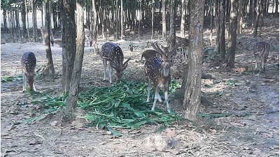 ছড়ানো-ছিটানো খাবার খাচ্ছে হরিণ