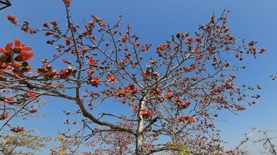 গাছে গাছে রাঙা শিমুল ফুল